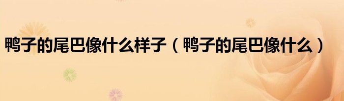 鸭子的尾巴像什么样子（鸭子的尾巴像什么）