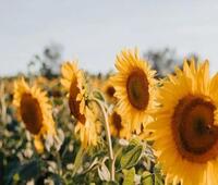 三星手机Galaxy Note 10市场有很多交易可供选择