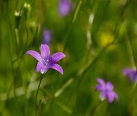 这些智能手机在电池和性能方面无与伦比 价格不到2万卢比